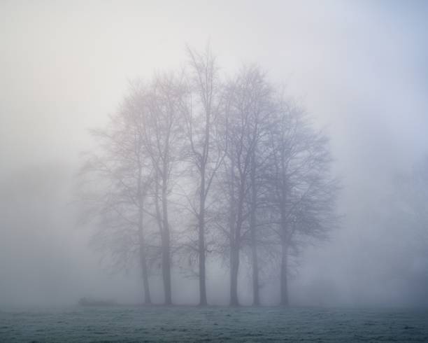 istock Mysterious forest scenery on a foggy day 1439118980