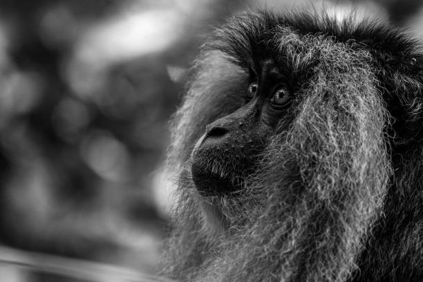 istock Selective focus grayscale closeup of a macaque monkey 1439119034
