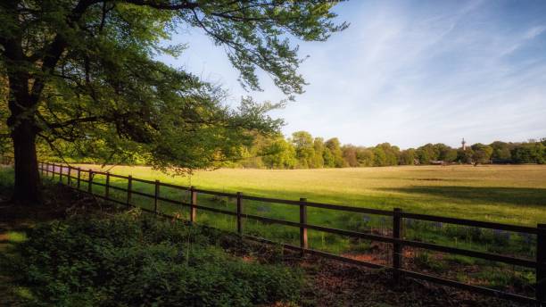 istock Ashridge Estate on a spring morning 1439119087