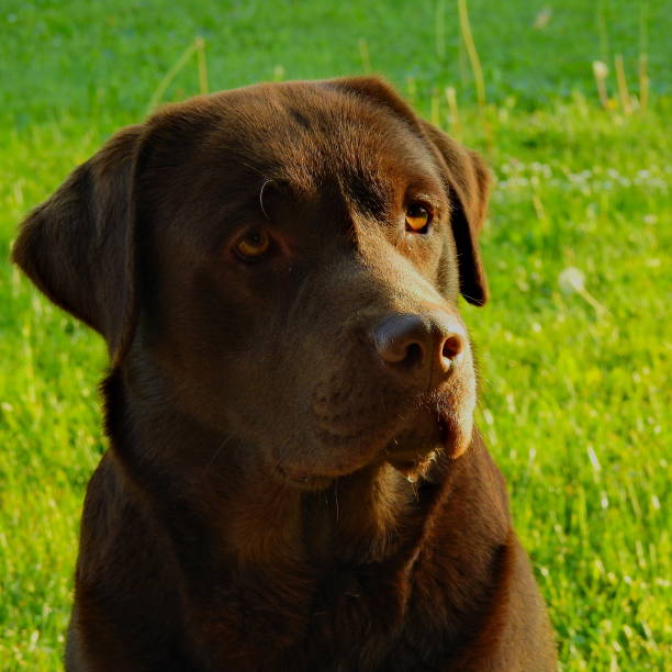 istock Chocolate labrador sitting and watching his owner with green background. 1439119155