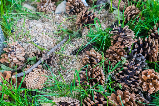 pine cones in the grass