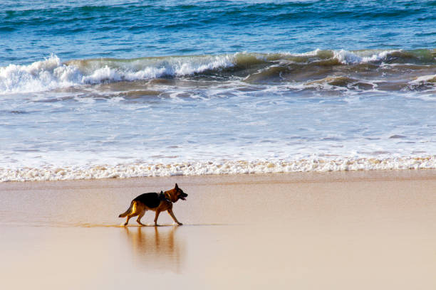 Beautiful  German shepherd dog walking on Playa América beach sand, Nigrán, Rías Baixas, Pontevedra province, Galicia, Spain.