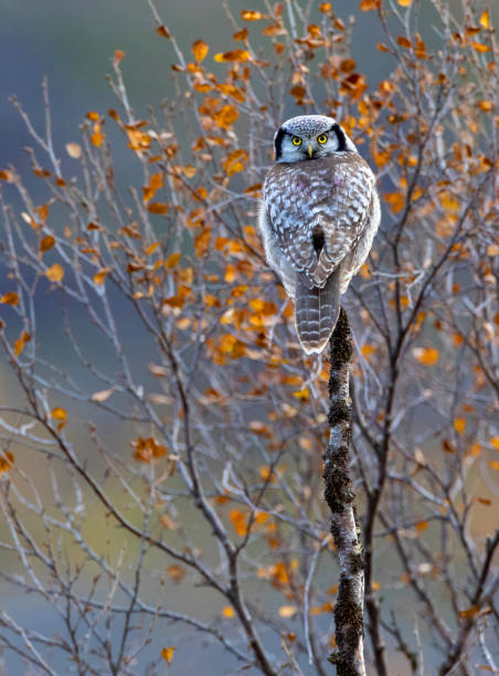 istock Northern Hawk Owl, Surnia ulula 1439120674