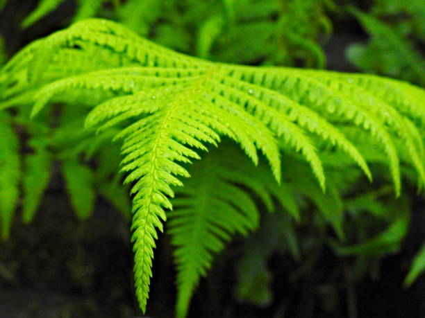 istock Isolated top part of fern leaf. 1439121355