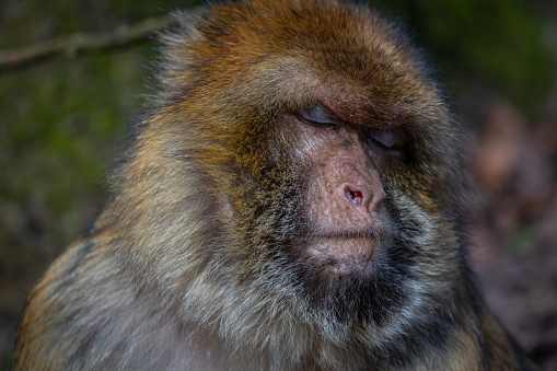 Single Barbary macaque close up head shot with eyes closed