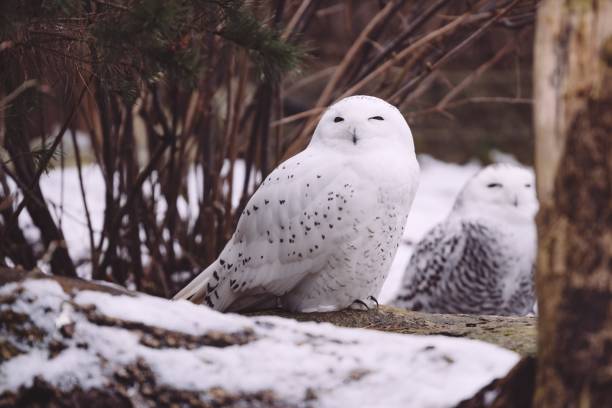 zwei schneeeulen sitzen im winterwald - owl snowy owl snow isolated stock-fotos und bilder