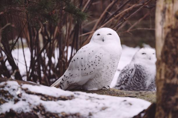 겨울 숲에 앉아 있는 두 마리의 올빼미 - owl snowy owl snow isolated 뉴스 사진 이미지