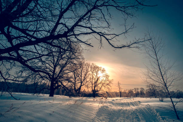 istock Beautiful big oaks tree covered with fresh fluffy snow. Big tree without leaves on a winter sunny morning in Russia. 1439128007