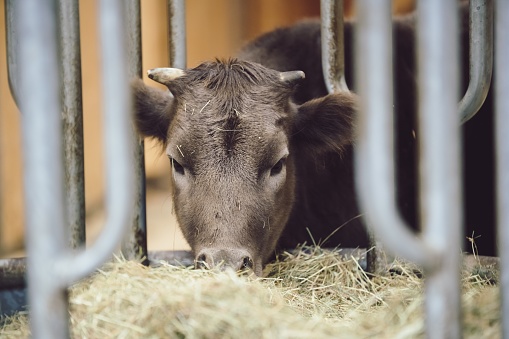 Closeup of cute calf eating hay in a stable. Ecological farming and livestock of bavarian cows. Concept for green agriculture.