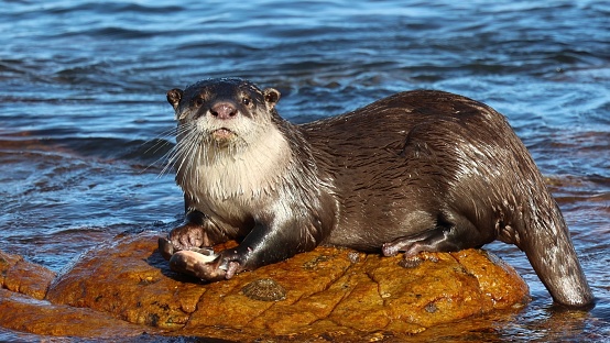 Cape clawless otter eating a Dark shyshark on a rock in the coastal town of Kommetjie in the Western Cape of South Africa.