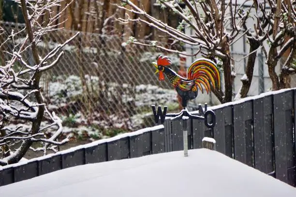 A weather vane in the form of a rooster. Weather vane in winter weather. A figure of a rooster on a weather vane in winter. Snowy weather and a weather vane in the form of a rooster.