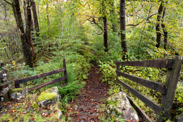istock Footpath through Scottish woodland 1439129958