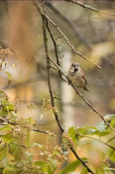 istock Vertical shot of a sparrow perched on a branch a 1439130815
