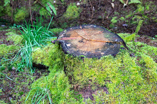 Old weathered mossy tree stump in a coniferous forest