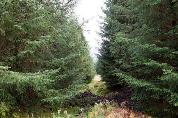 istock Evergreen trees in a Scottish forest 1439131068