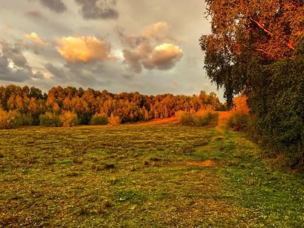 istock Grass landscape with trees in fall and cloudy sky 1439131117