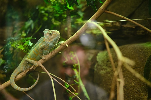 A green chameleon sitting on a tree branch in the zoo