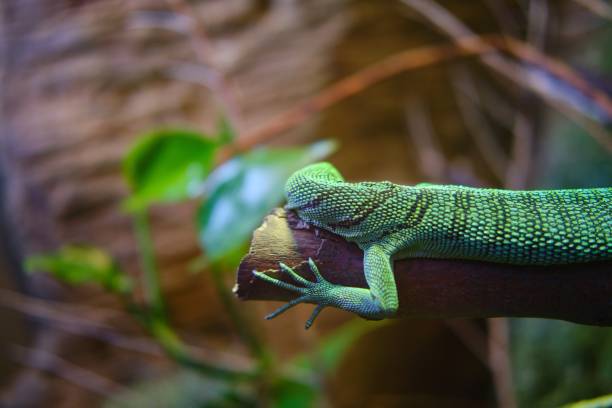 istock Green lizard on a branch of a tree with blurred background 1439131242