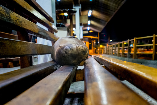 A lazy sea lion resting on a wooden bench at night Santa Cruz habrour, in Galapagos Islands, Ecuador The lines of the bench focuses on the sealion.