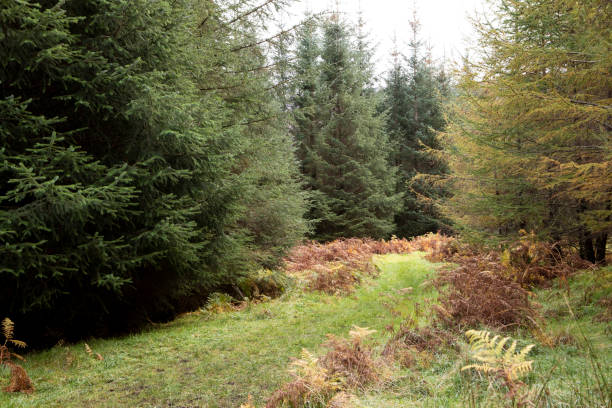 istock Footpath through the trees in a Scottish forest 1439132218