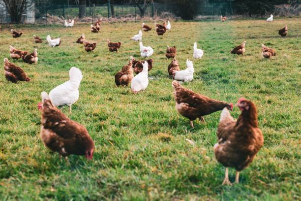 istock White and brown chickens in the fields during the daytime 1439132839