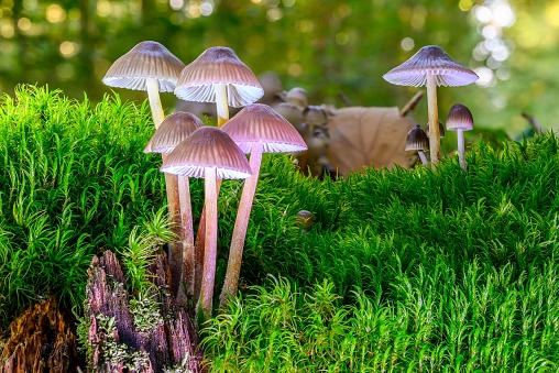 A view of a beautiful mushroom in the forest with green moss in nice light