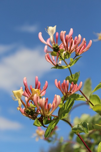 A vertical closeup shot of beautiful pink Honeysuckle flowers on a blurred background