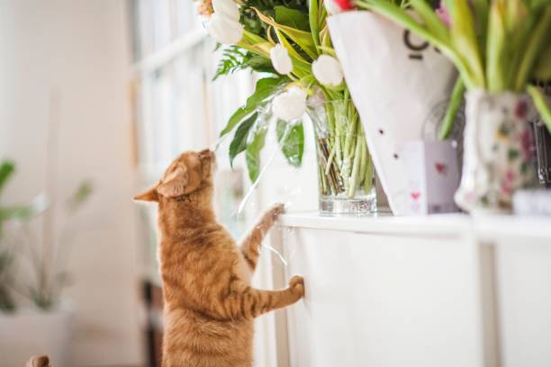 Cute ginger cat sniffing the flowers inside a house in daylight A cute ginger cat sniffing the flowers inside a house in daylight cat sniff stock pictures, royalty-free photos & images