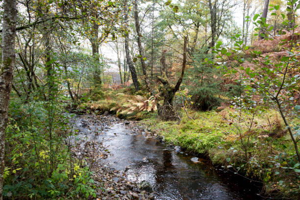 istock Stream through Scottish woodland 1439134610