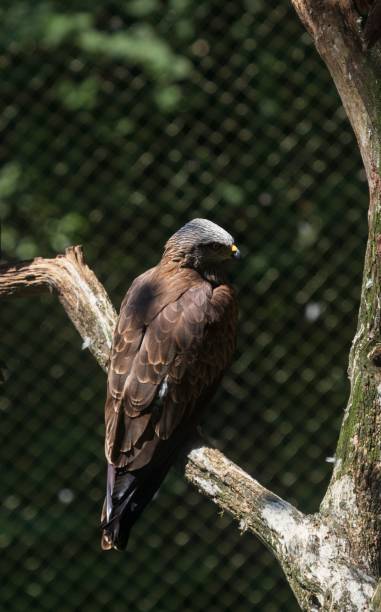 istock Closeup of brown Eagle perching on wood 1439134667