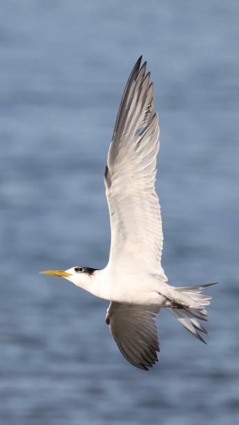 Swift tern in flight A Swift tern in flight over the Atlantic ocean in Kommetjie, Western Cape, South Africa kommetjie stock pictures, royalty-free photos & images