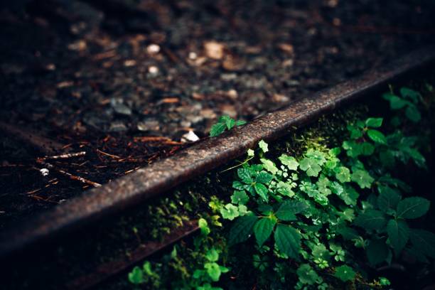 The train rails overgrown with wild plants