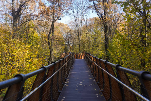 istock Wooden walkway, eco path among trees in an autumn park 1439134940
