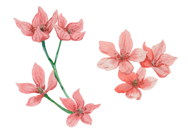 istock Watercolor pink flower isolated on white background 1439134997