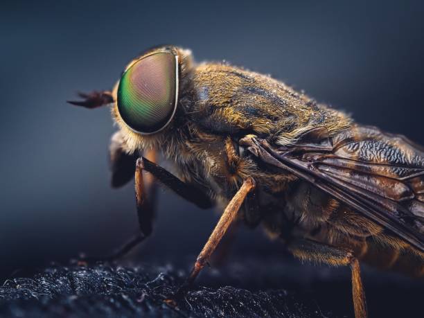 istock Selective focus shot of a housefly with a dark blurry background 1439135540