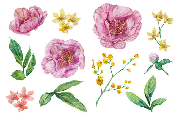 istock Watercolor peony flower set isolated on white background 1439136000