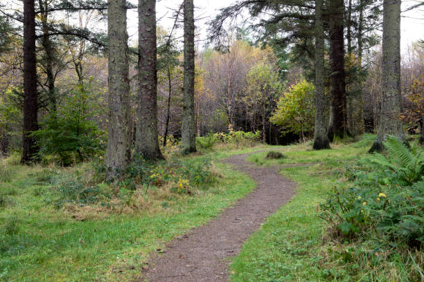 istock Footpath through a forest in Scotland 1439136552