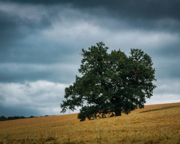 istock Green tree in a green field under cloudy sky 1439136690