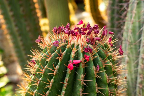 closeup shot of a beautiful cactus with pink flowers - mammillaria cactus imagens e fotografias de stock