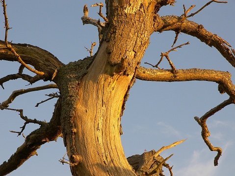 A vertical closeup shot of a damaged tree trunk with bare branches