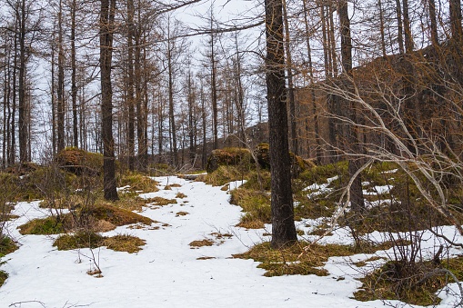 A forest surrounded by trees and the grass covered in the snow under a cloudy sky in Iceland