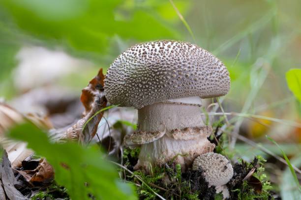 Thick blusher mushroom (Amanita rubescens) in autumn A thick blusher mushroom (Amanita rubescens) in autumn amanita rubescens stock pictures, royalty-free photos & images