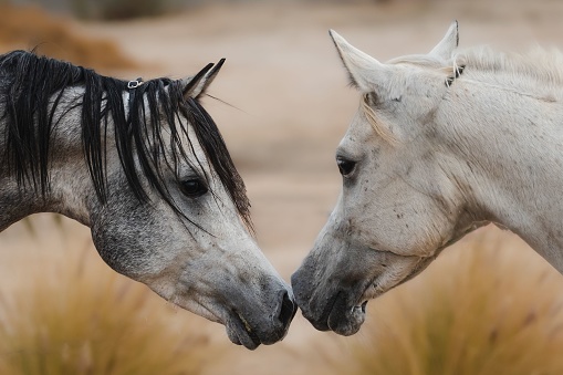 The horse, with beauty unsurpassed