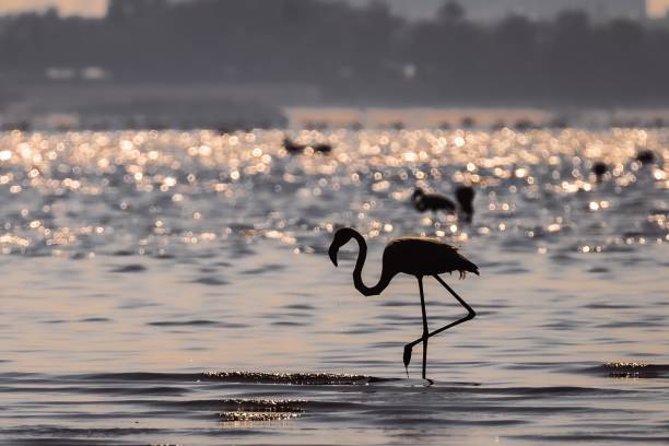 istock Silhouette of a flamingo in a pond. 1439137721