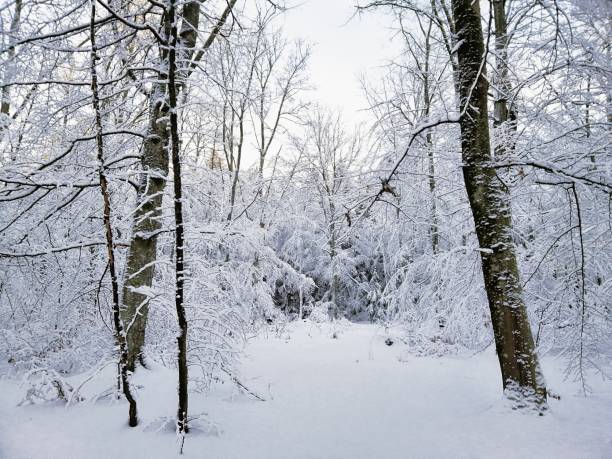 istock Forest surrounded by trees covered in the snow under the sunlight in Larvik in Norway 1439137769