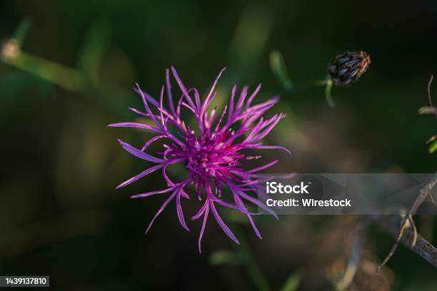 Centaurea In The Forest Stock Photo - Download Image Now - Animal Wildlife, Autumn, Beauty