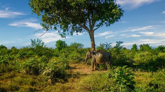 Heavily pregnant elephant in Udawalawa national park, Sri Lanka, leaning against a tree to rest exhausted