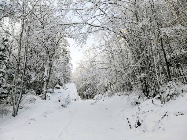 istock Forest surrounded by trees covered in the snow under the sunlight in Larvik in Norway 1439137927