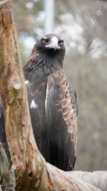 istock Vertical shot of a brown golden eagle perched on a tree branch 1439137985