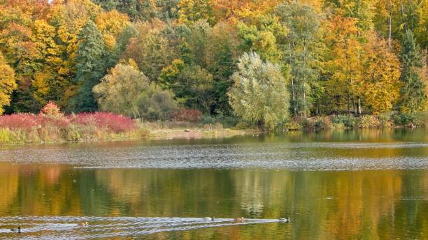 istock Lake with a forest in the background in autumn 1439138204